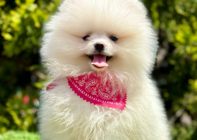 Pomeranian Boo Teddy Face